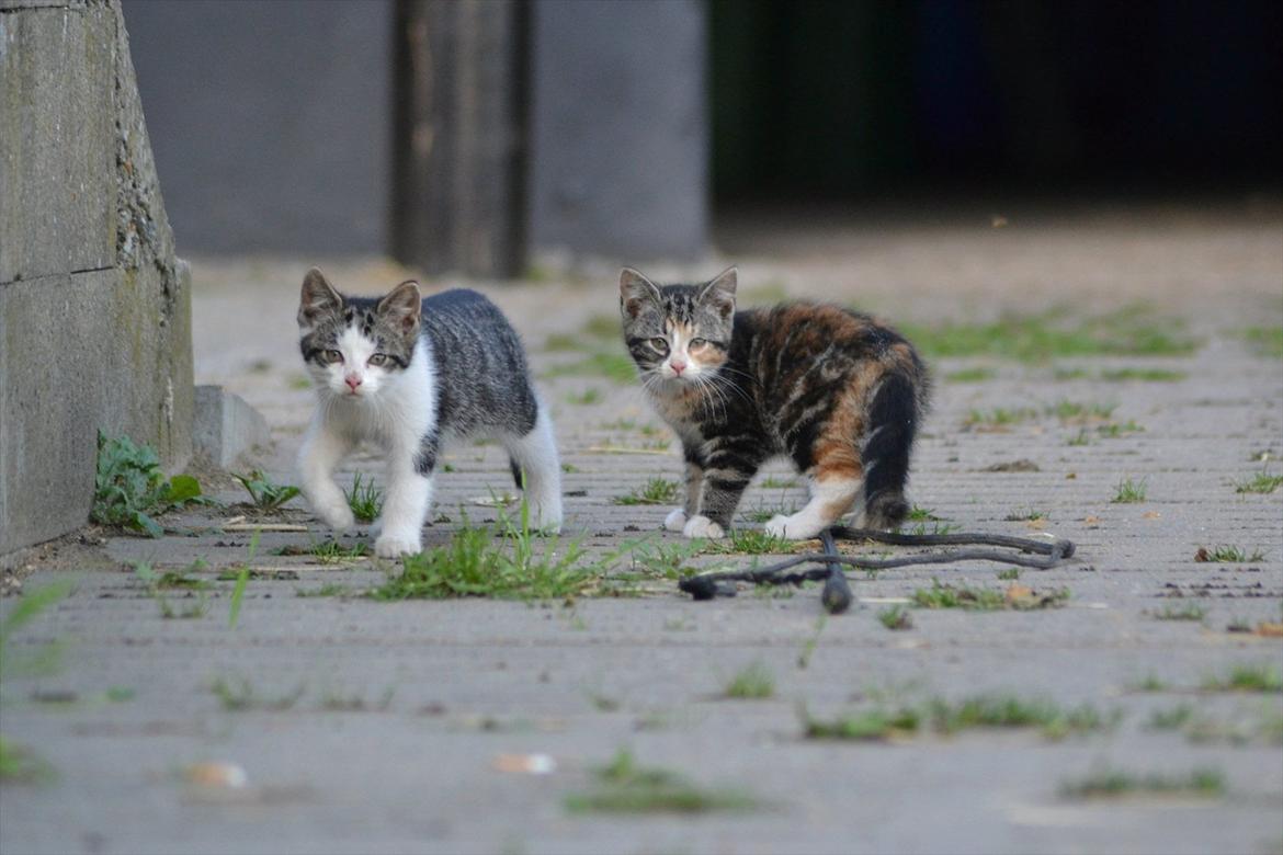Huskat Simba - Simba og hans søster (: Foto: Jonas Sørensen. billede 13