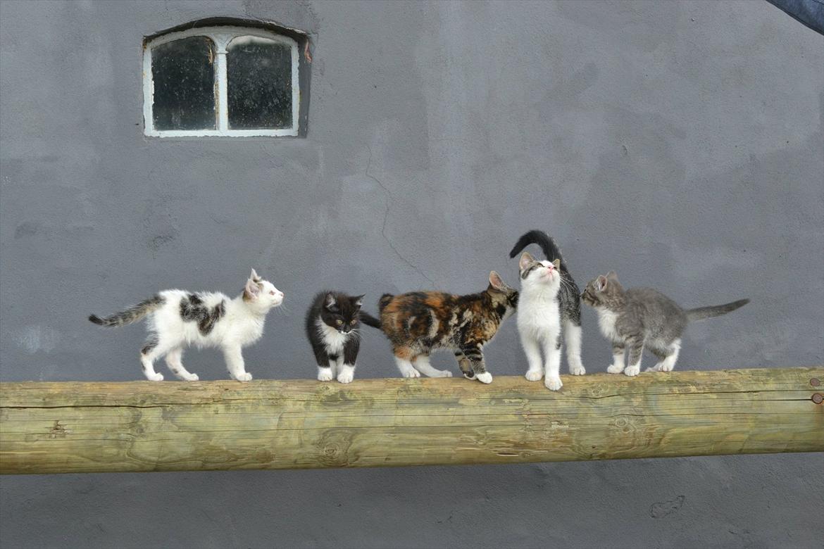 Huskat Simba - Simba er nr. 2 fra højre af. <3 Foto: Jonas Sørensen. billede 10