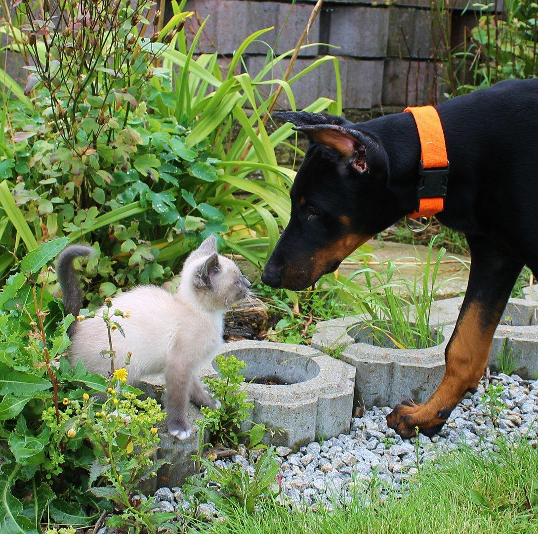 Blanding af racer spenny billede 16