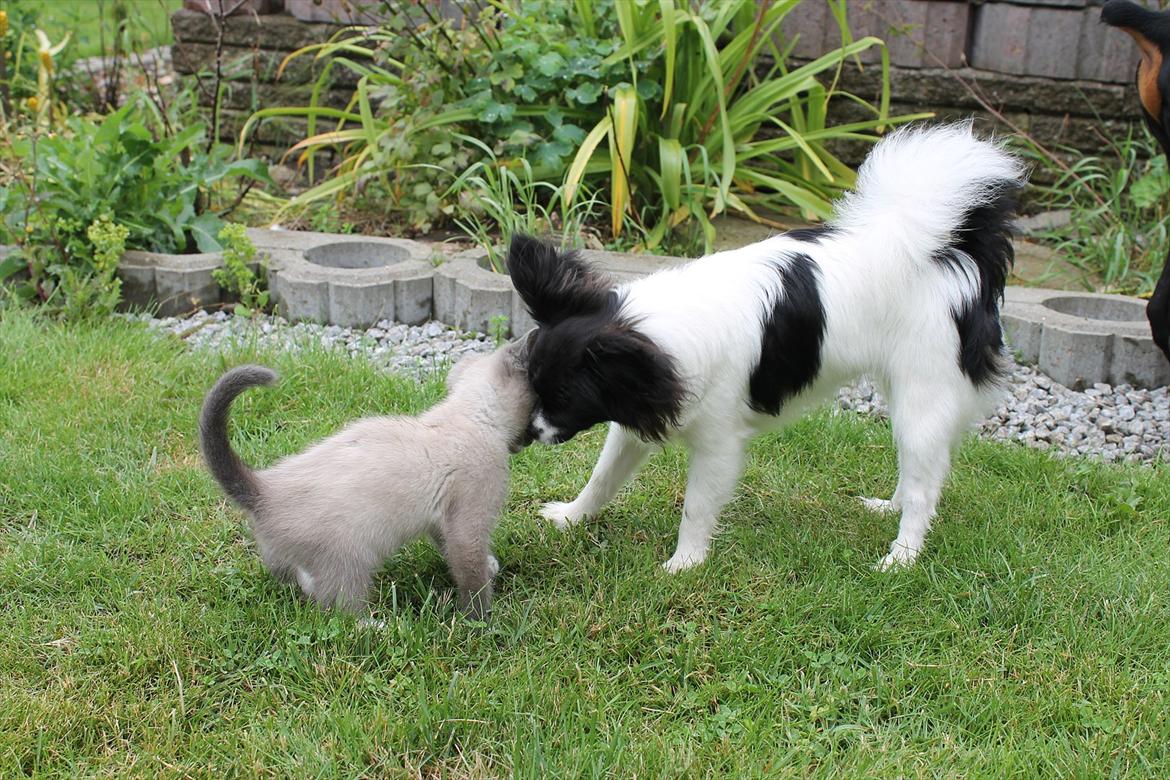 Blanding af racer spenny billede 17