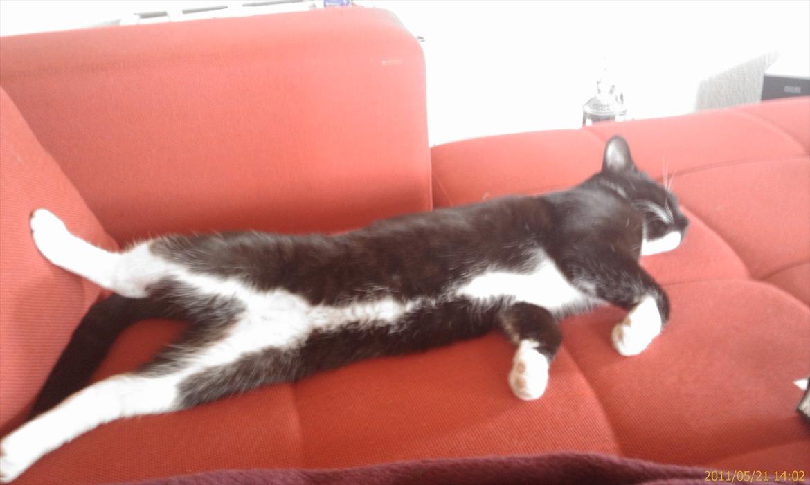 Blanding af racer Gizmo billede 1