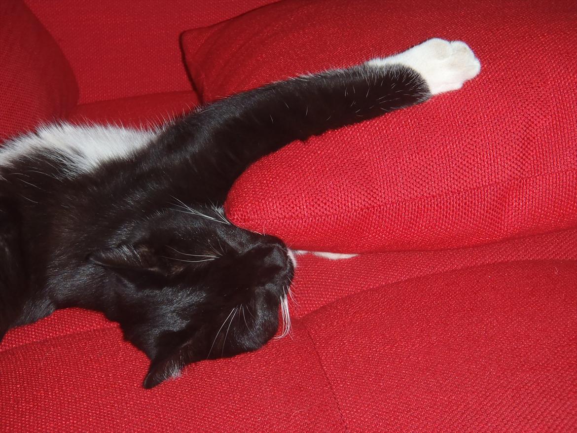 Blanding af racer Gizmo billede 2