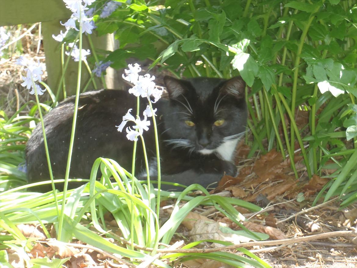 Blanding af racer Gizmo billede 3