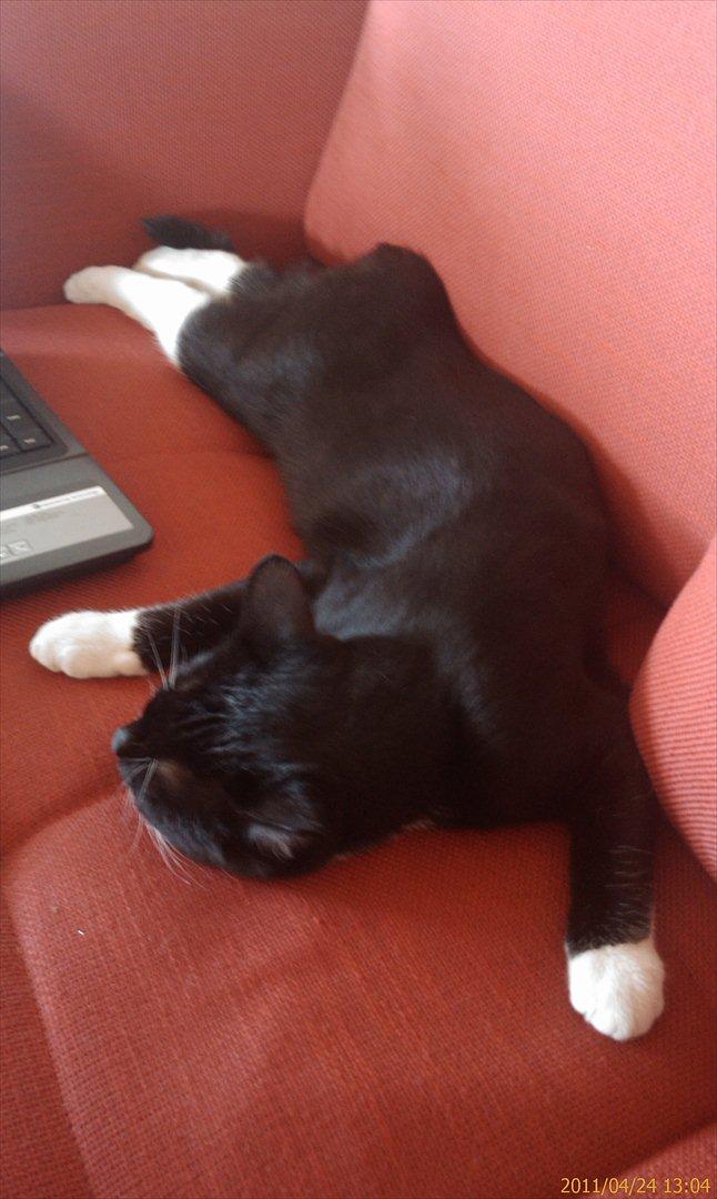 Blanding af racer Gizmo billede 4