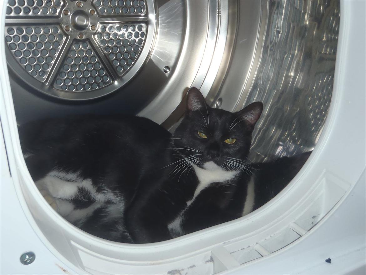 Blanding af racer Gizmo - Du ka bare hænge tøjet udenfor!! billede 5