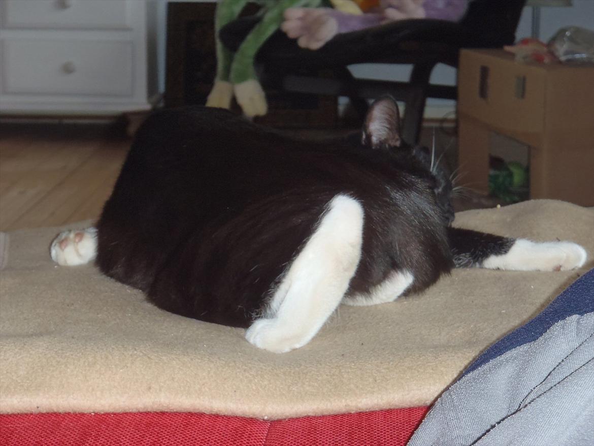 Blanding af racer Gizmo - Tænker hvordan den ka ligge sån, men han lå sån længe :) billede 6