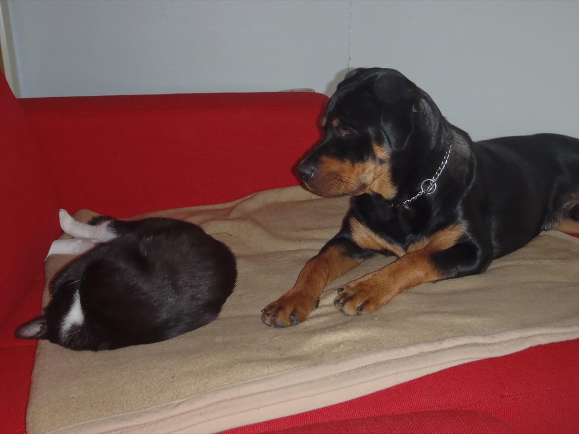 Blanding af racer Gizmo billede 7