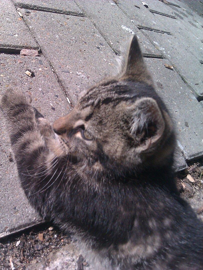 Blanding af racer Unavngivet billede 1