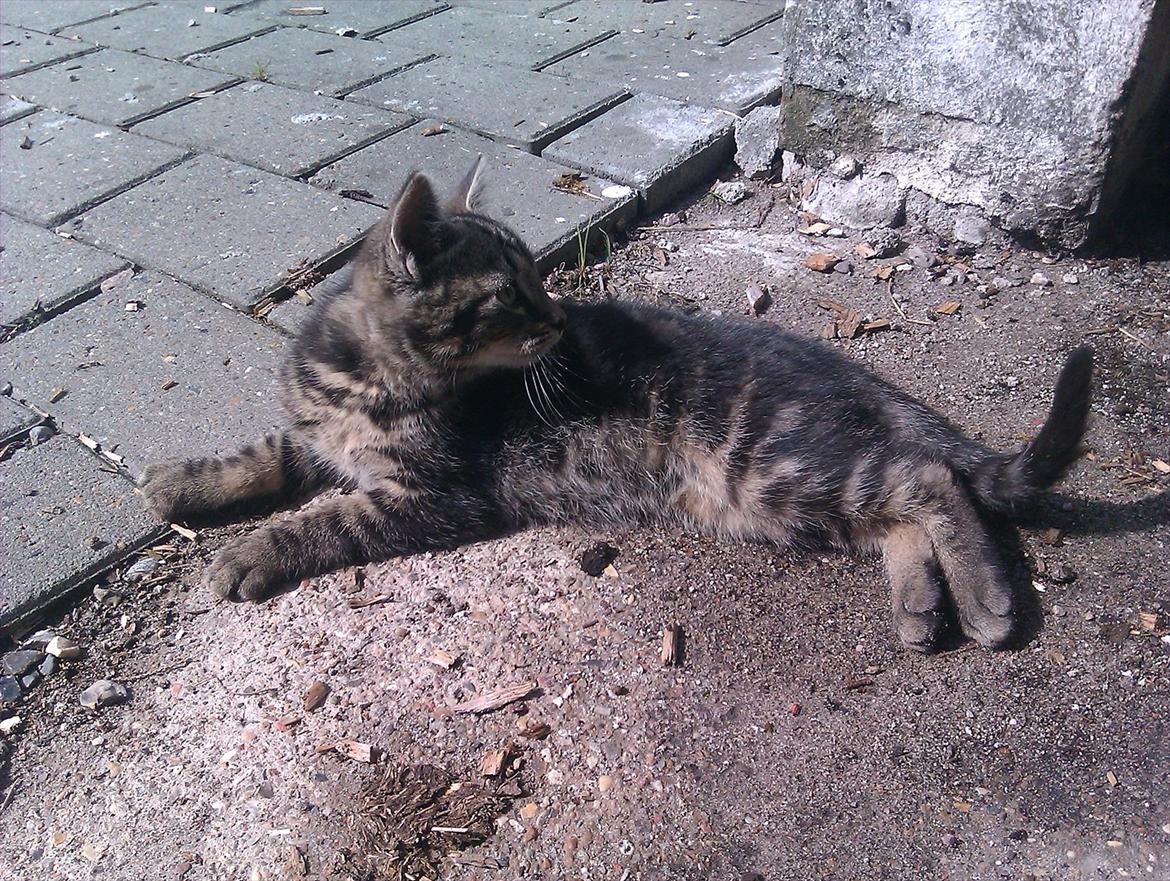 Blanding af racer Unavngivet billede 2