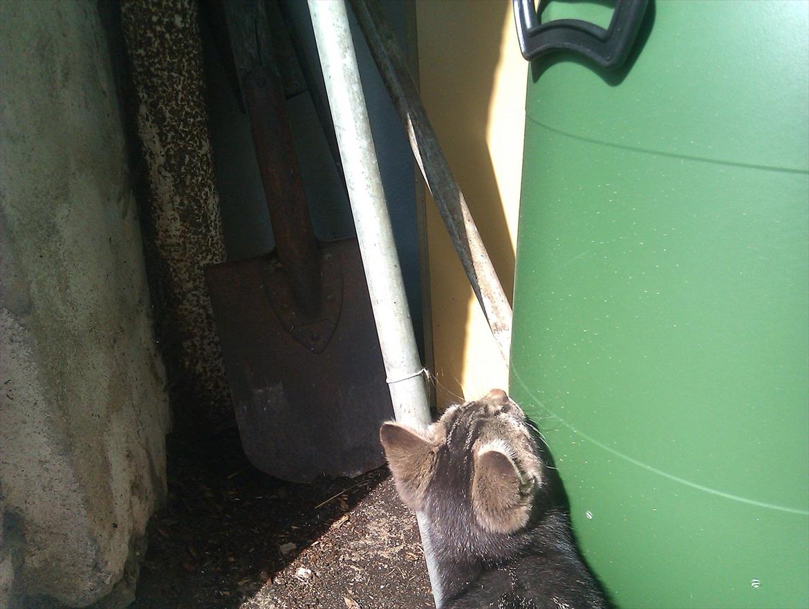 Blanding af racer Unavngivet billede 3