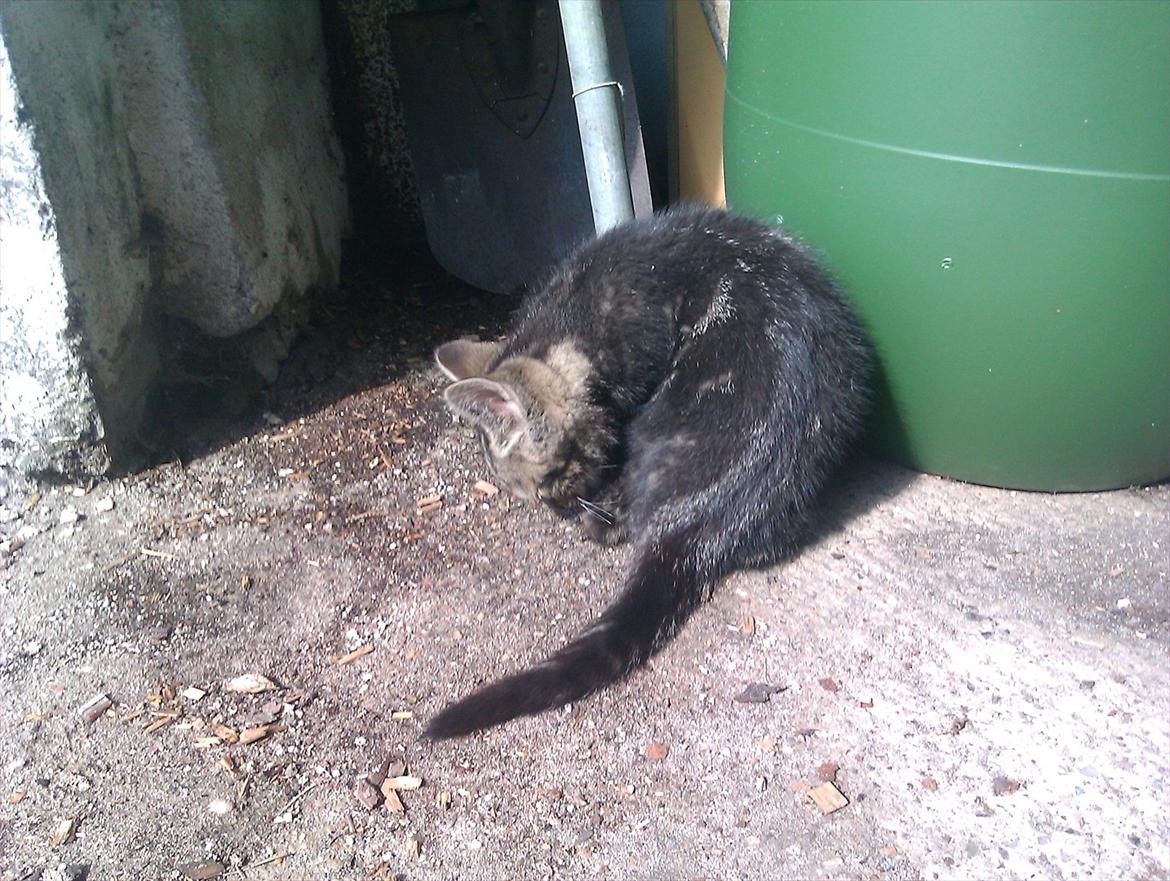 Blanding af racer Unavngivet billede 4