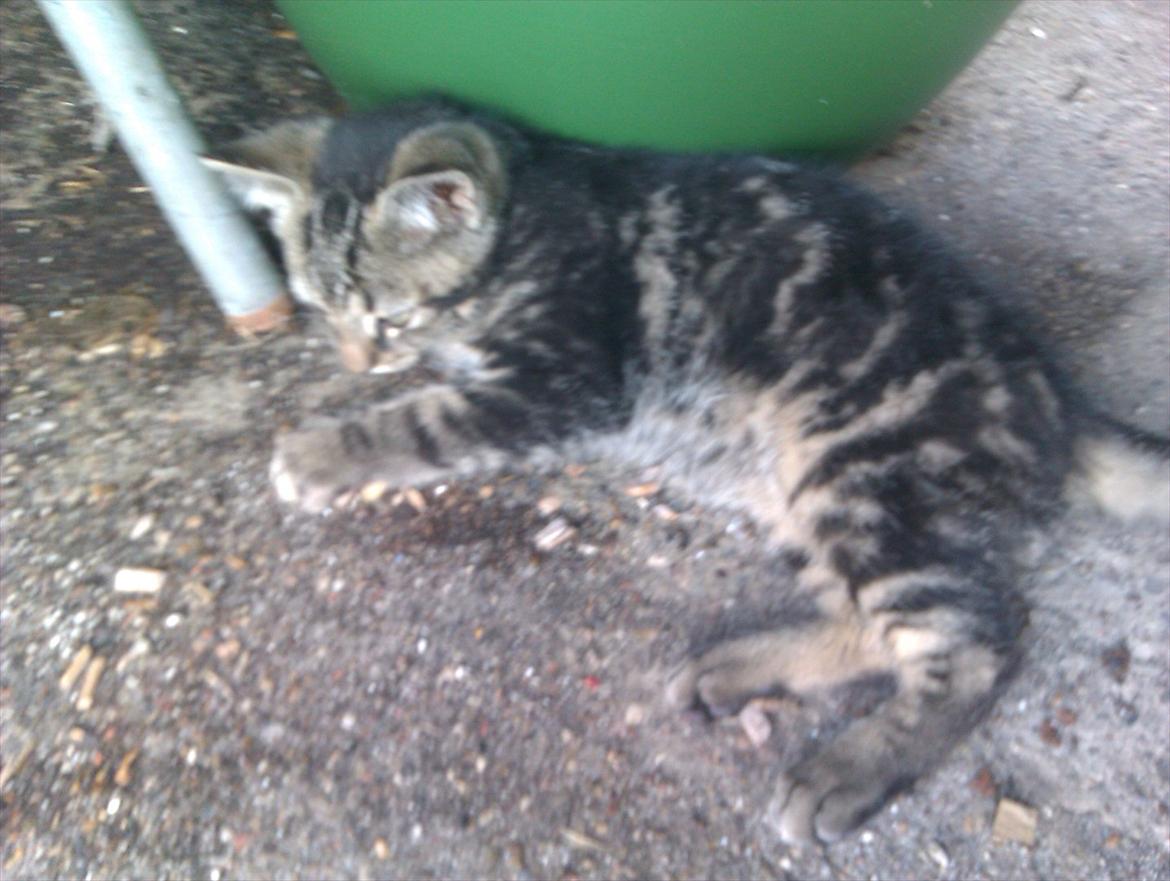 Blanding af racer Unavngivet billede 5