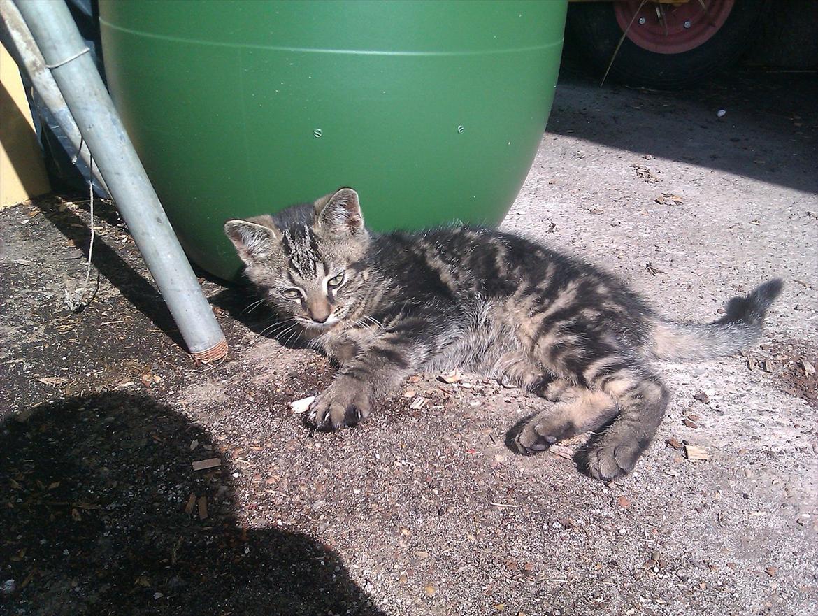 Blanding af racer Unavngivet billede 6