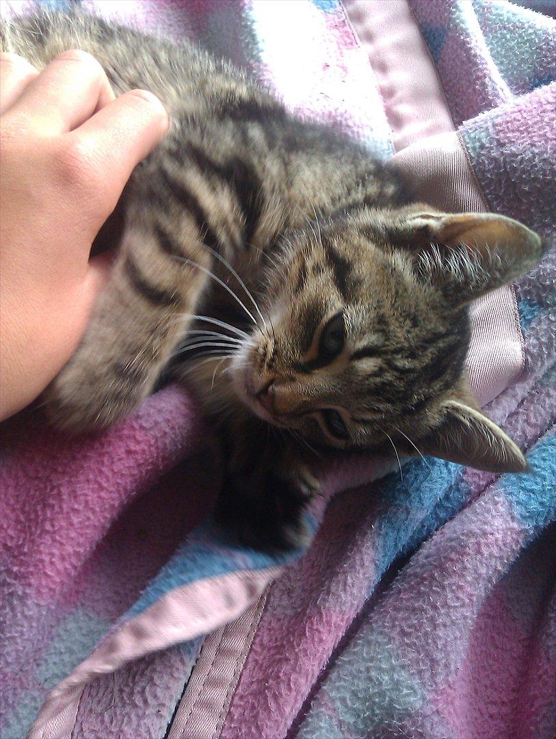 Blanding af racer Unavngivet billede 7