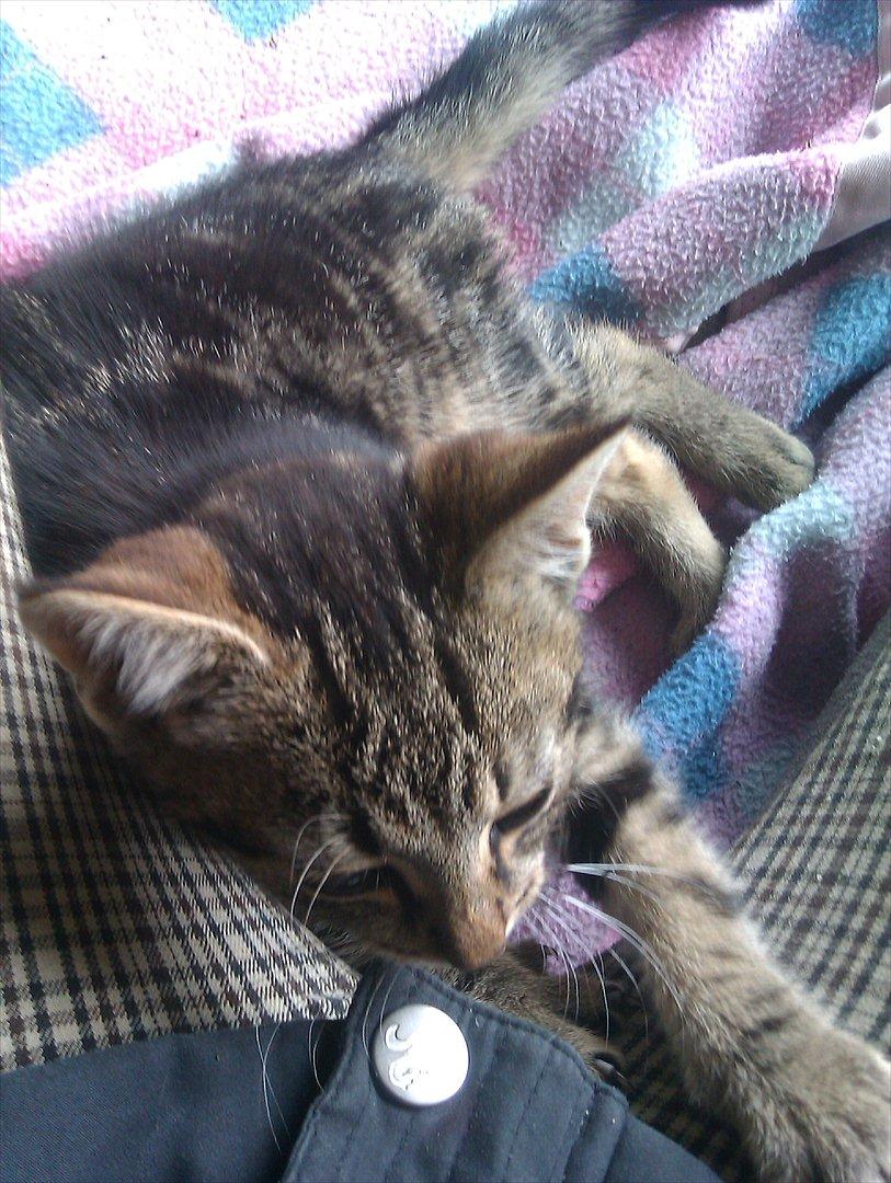 Blanding af racer Unavngivet billede 8