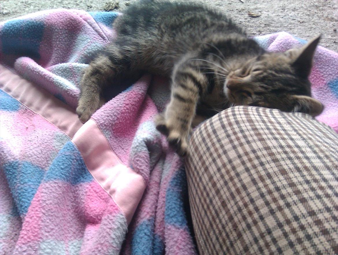 Blanding af racer Unavngivet billede 9