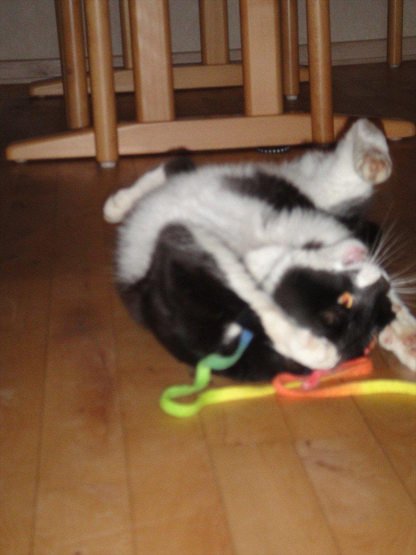 Huskat Sylvester - tjah, når han får lov at lege så, tror man ikke lige at, han er en gammel missetat ;p billede 9