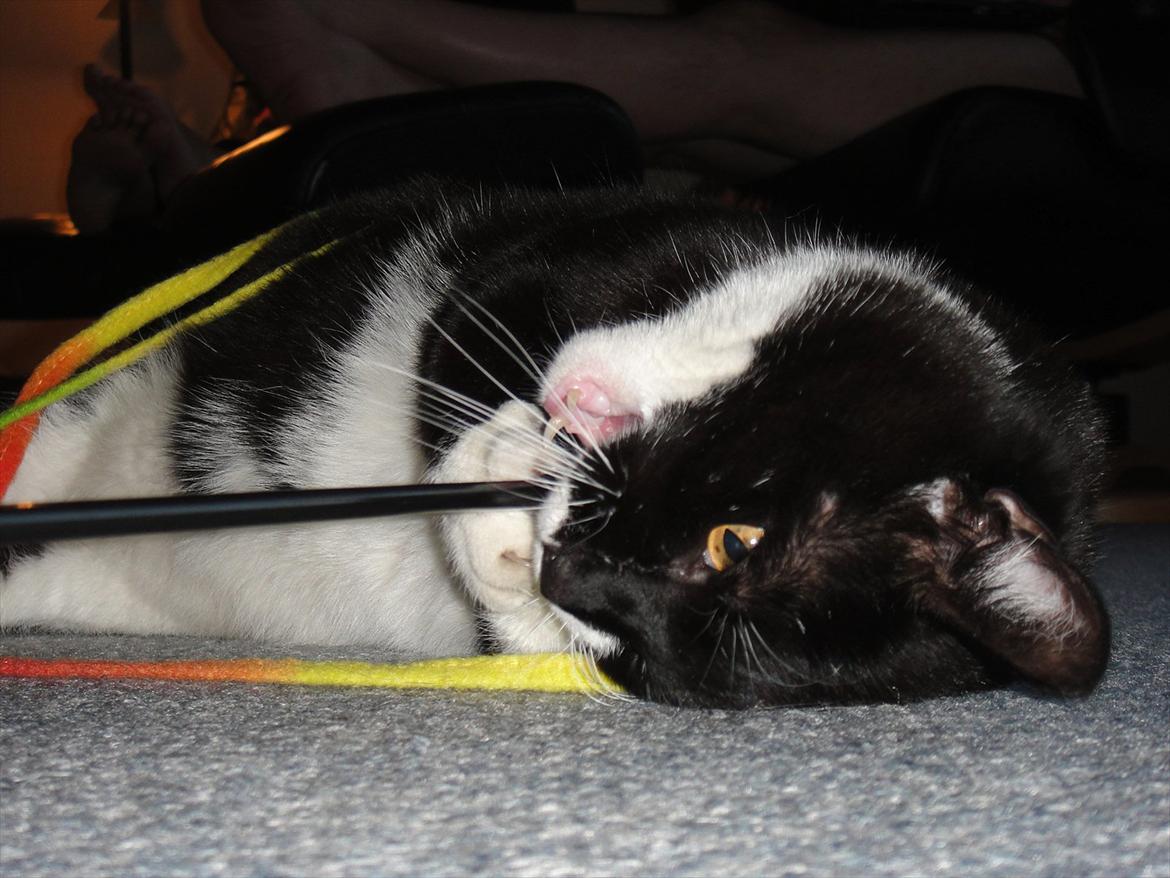 Huskat Sylvester - <3 hans ynglings legetøj ;D billede 10