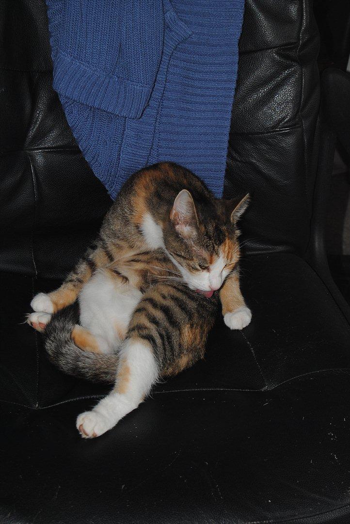 Huskat Cecil billede 4