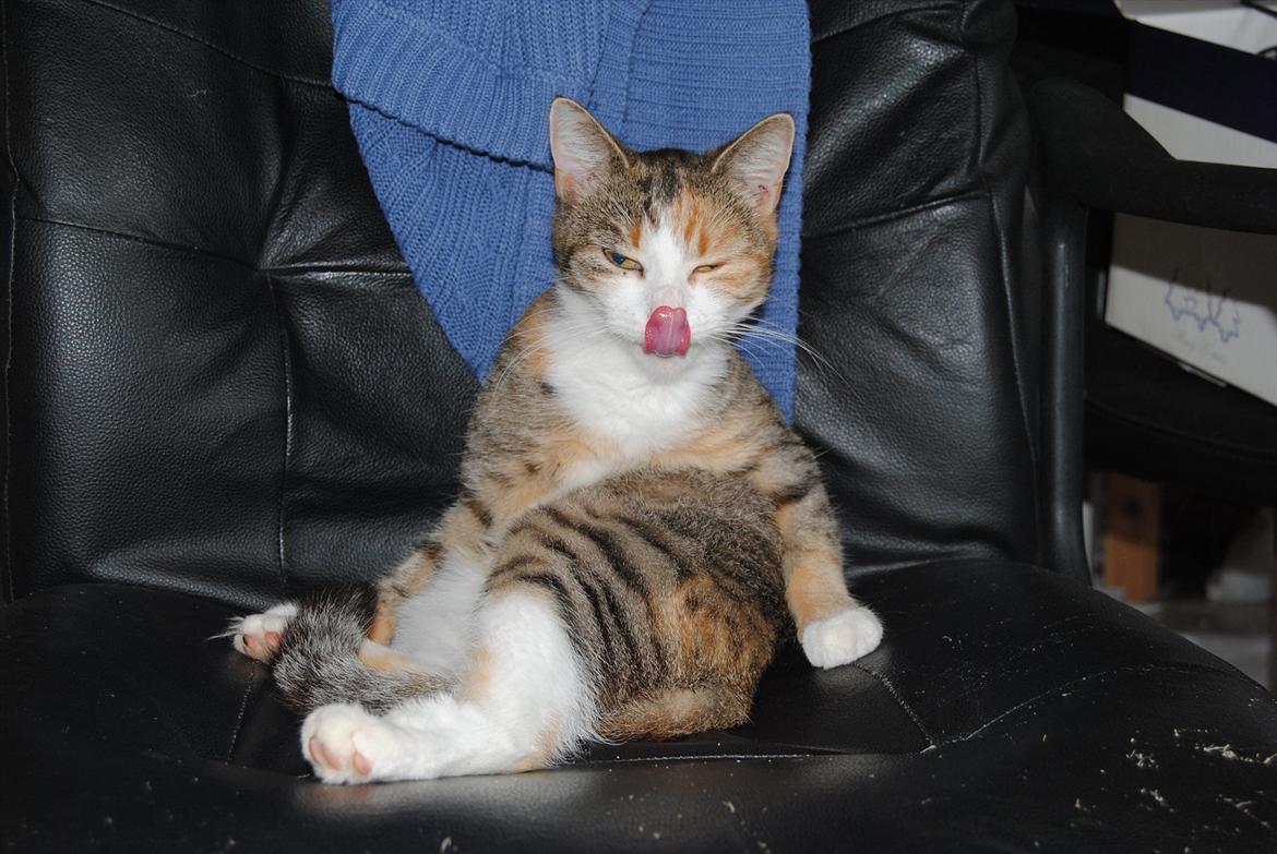 Huskat Cecil billede 1