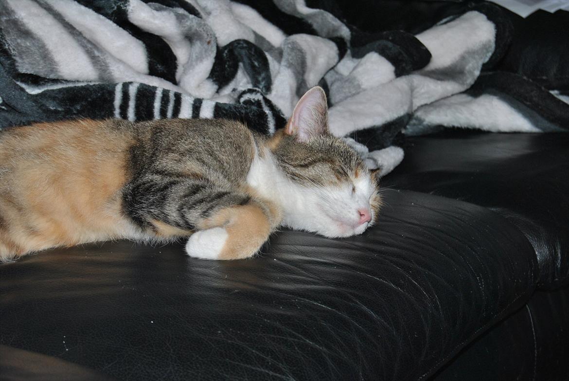 Huskat Cecil billede 3