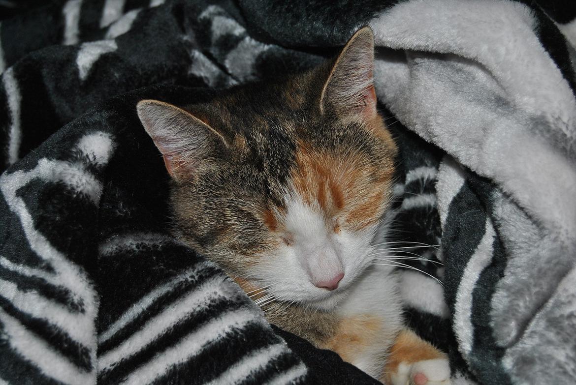 Huskat Cecil billede 2