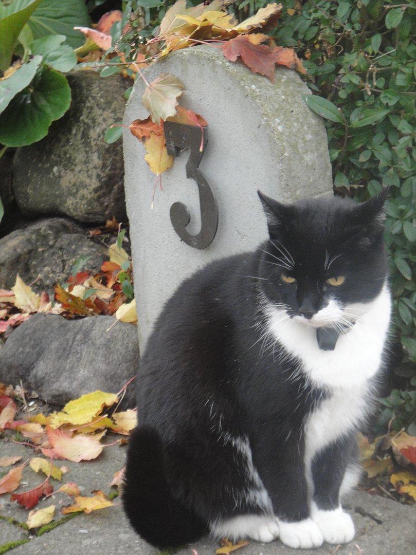 Huskat Sylvester - Tylle pylle <3 billede 12