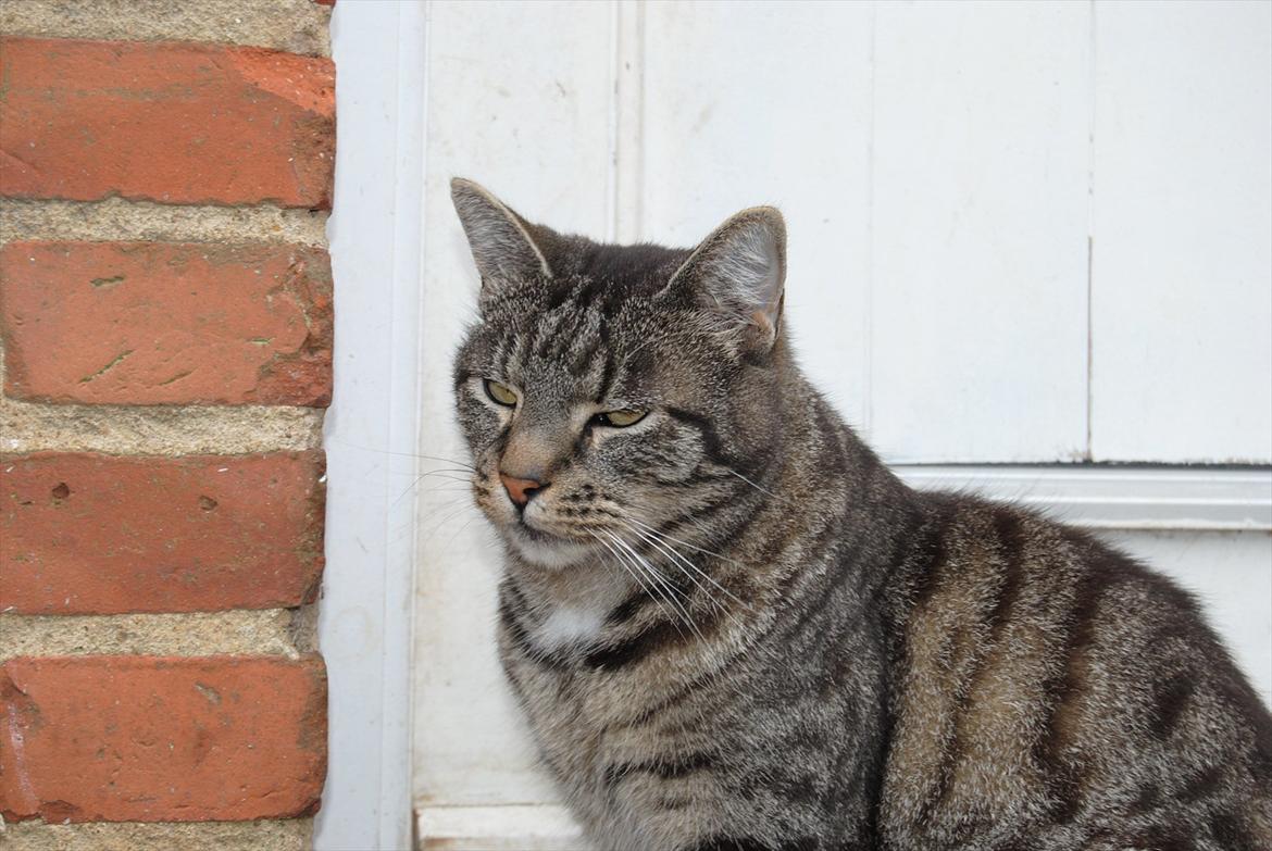 Huskat Piv billede 16