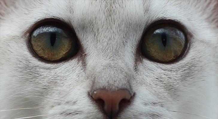 Burmilla Shines Wadiah billede 12