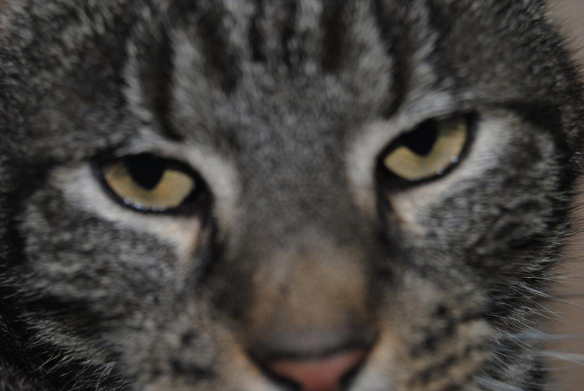 Huskat Piv billede 17