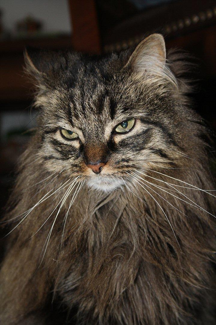 Blanding af racer Ofelia billede 2