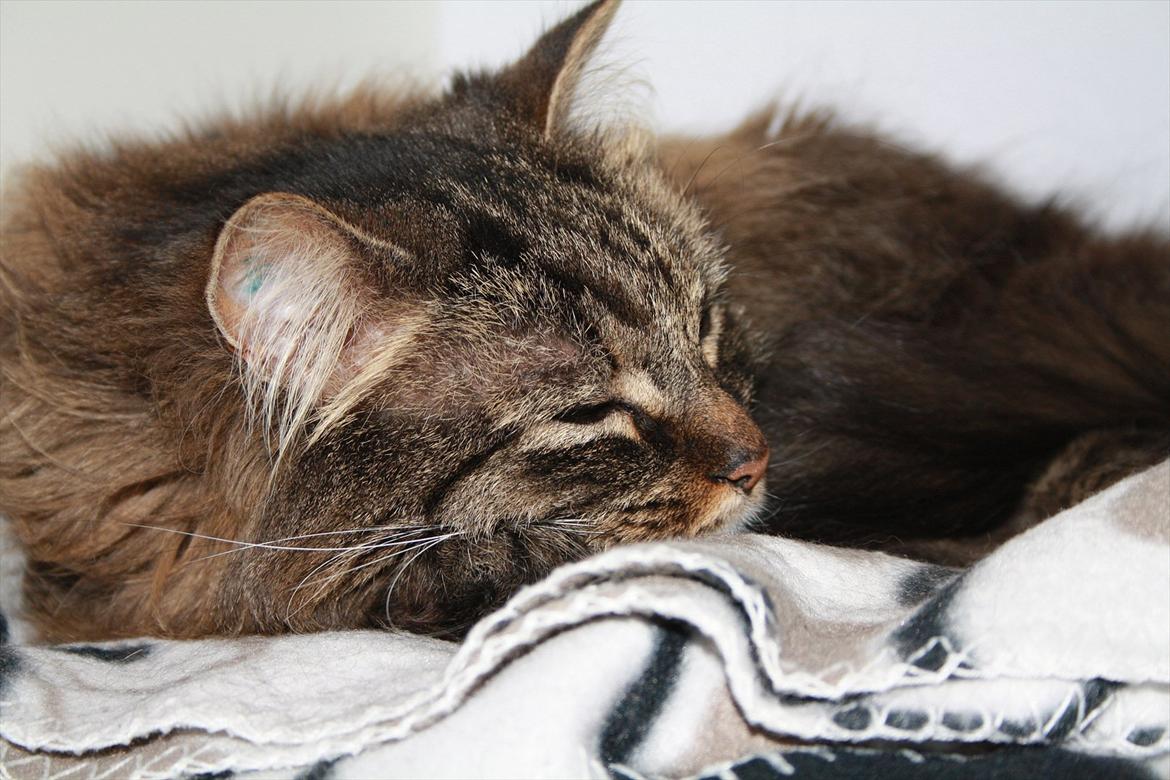 Blanding af racer Ofelia billede 3