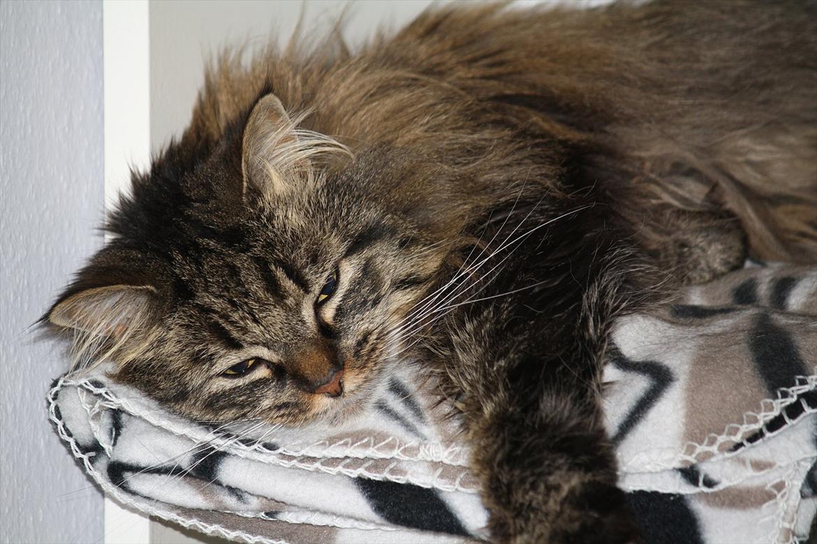 Blanding af racer Ofelia - Yndlinghylden i bogreolen over min seng er indrette med tæppe til Ofelia. Hun elsker den billede 4