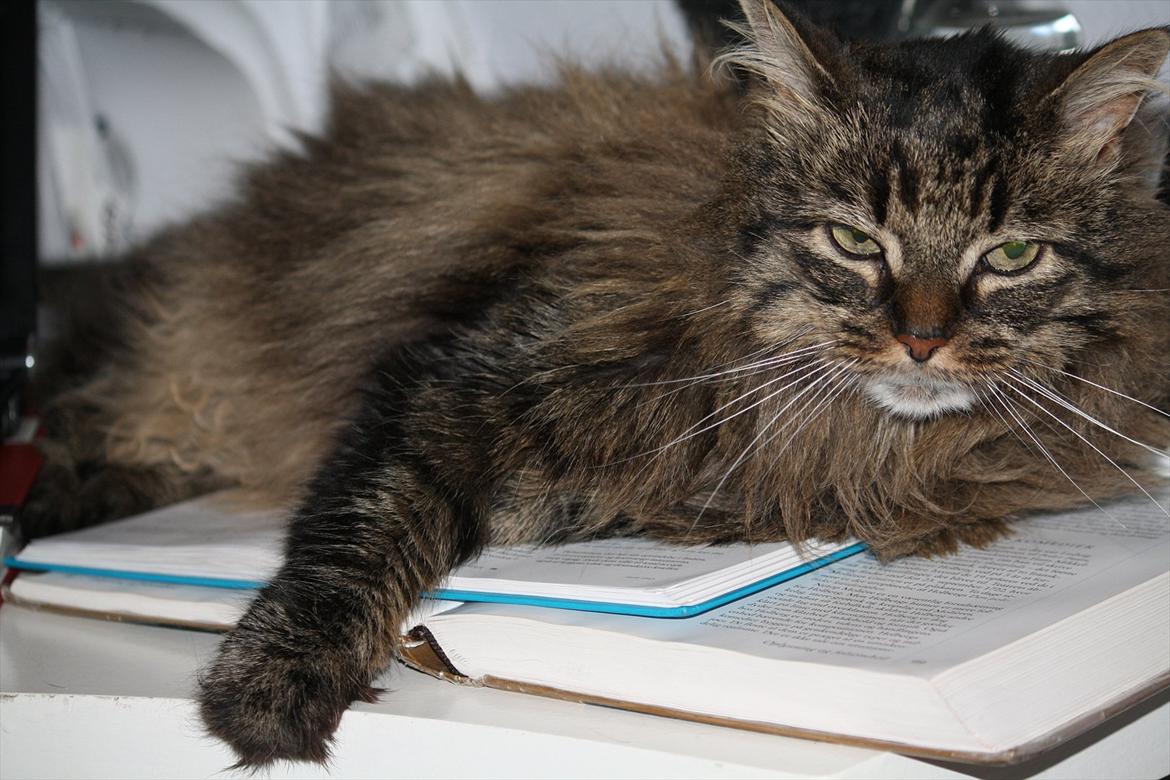 Blanding af racer Ofelia - Ofelia mener at dansk bøger udgør en god seng :) Jeg sover i hvert fald godt når jeg læser dem billede 5