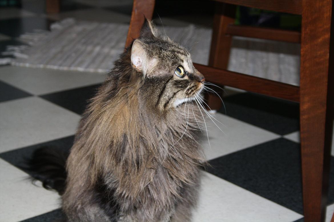 Blanding af racer Ofelia billede 1