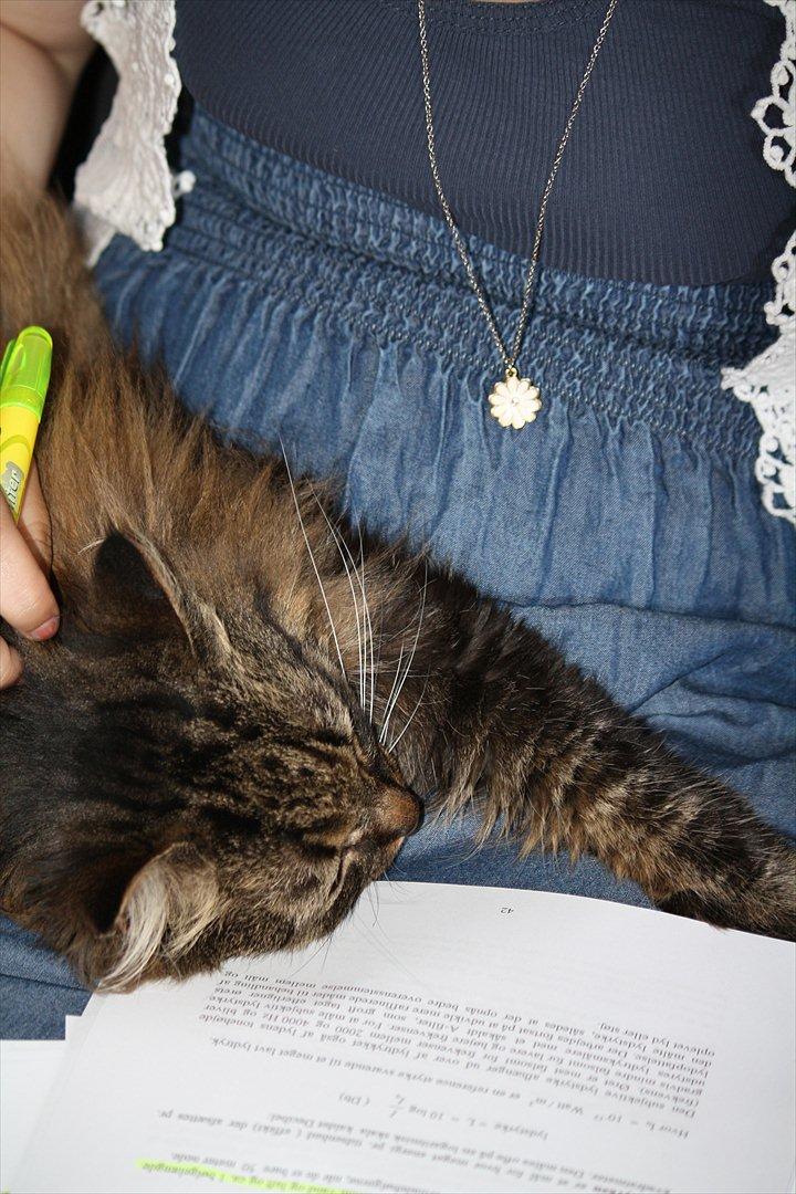 Blanding af racer Ofelia - Charmebøf: Simone er jeg ikke lidt sødere en fysik? billede 6