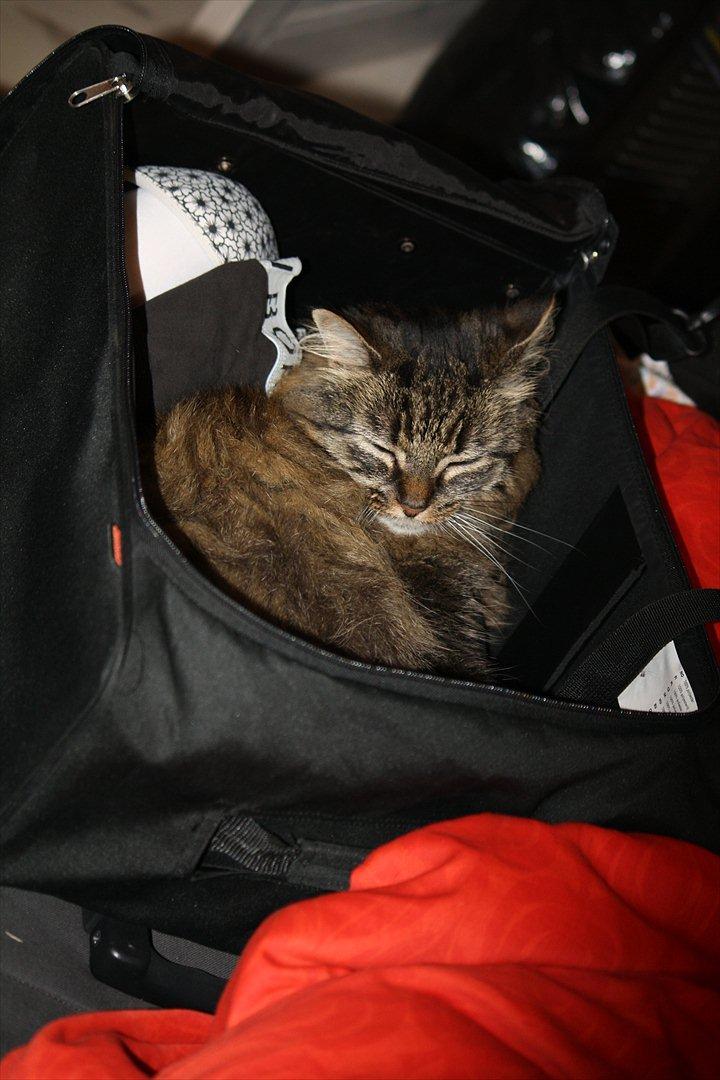 Blanding af racer Ofelia - Typisk Ofelia, tasker er det bedste, og hun hader når der bliver pakket, så bliver hun fornærmet, for hun ved godt hun ikke skal med billede 7