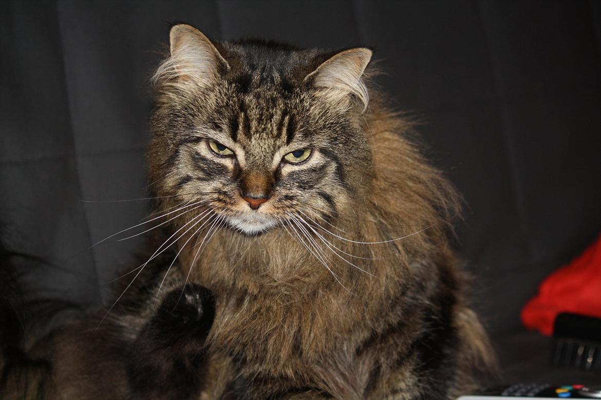 Blanding af racer Ofelia billede 8