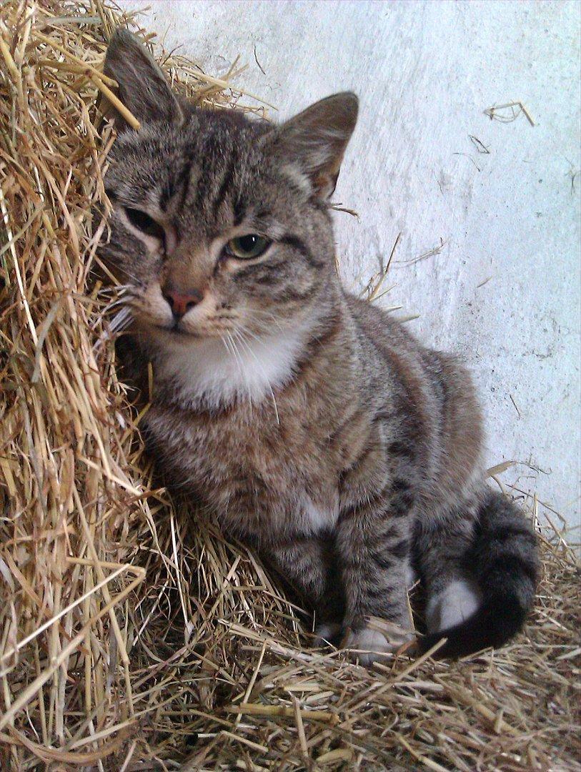 Huskat Unavngivet billede 1