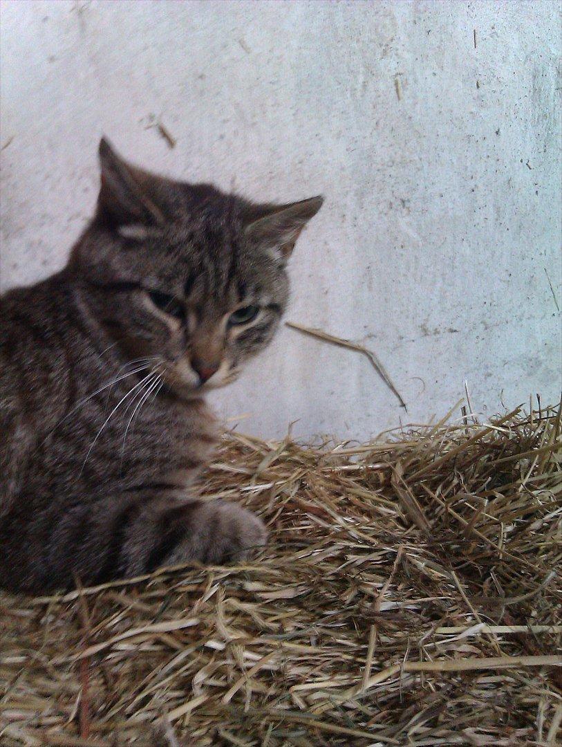 Huskat Unavngivet billede 6