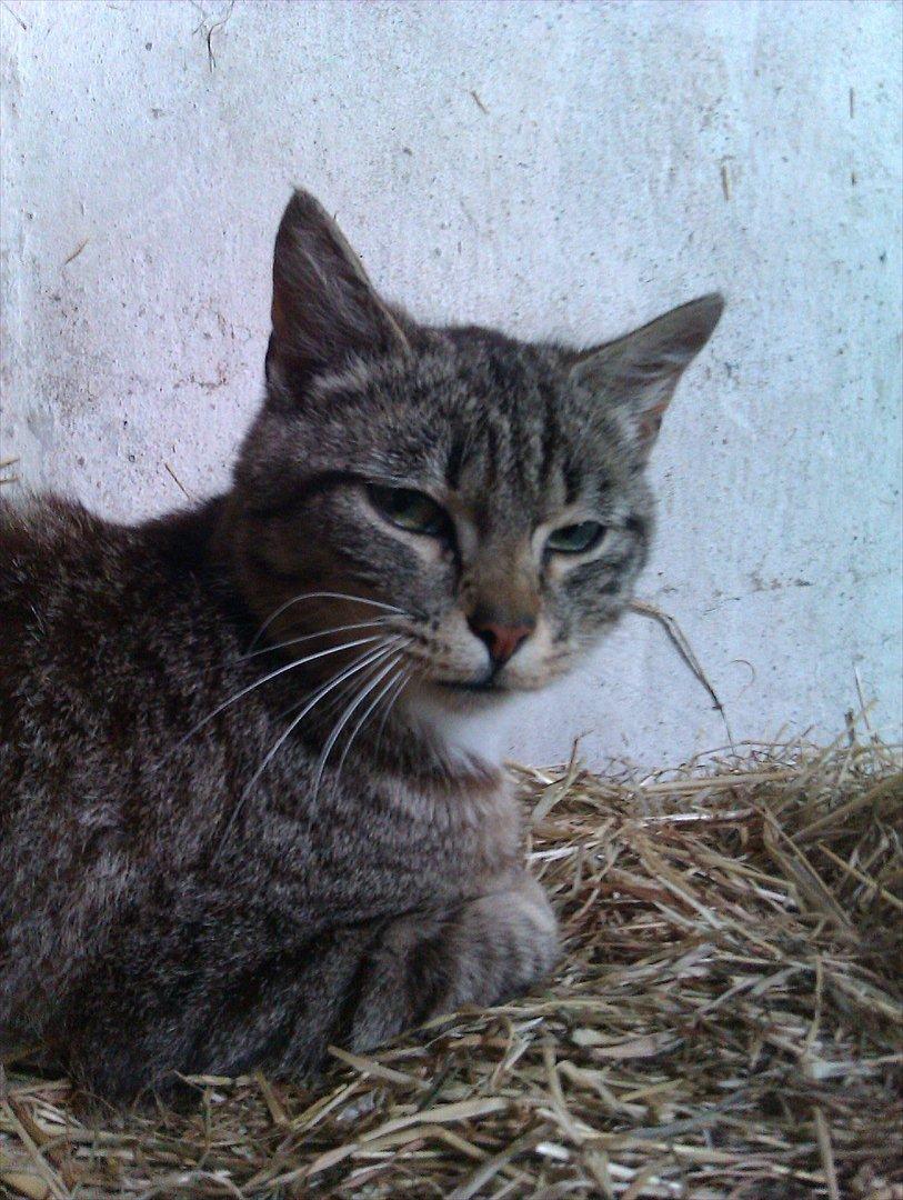 Huskat Unavngivet billede 5