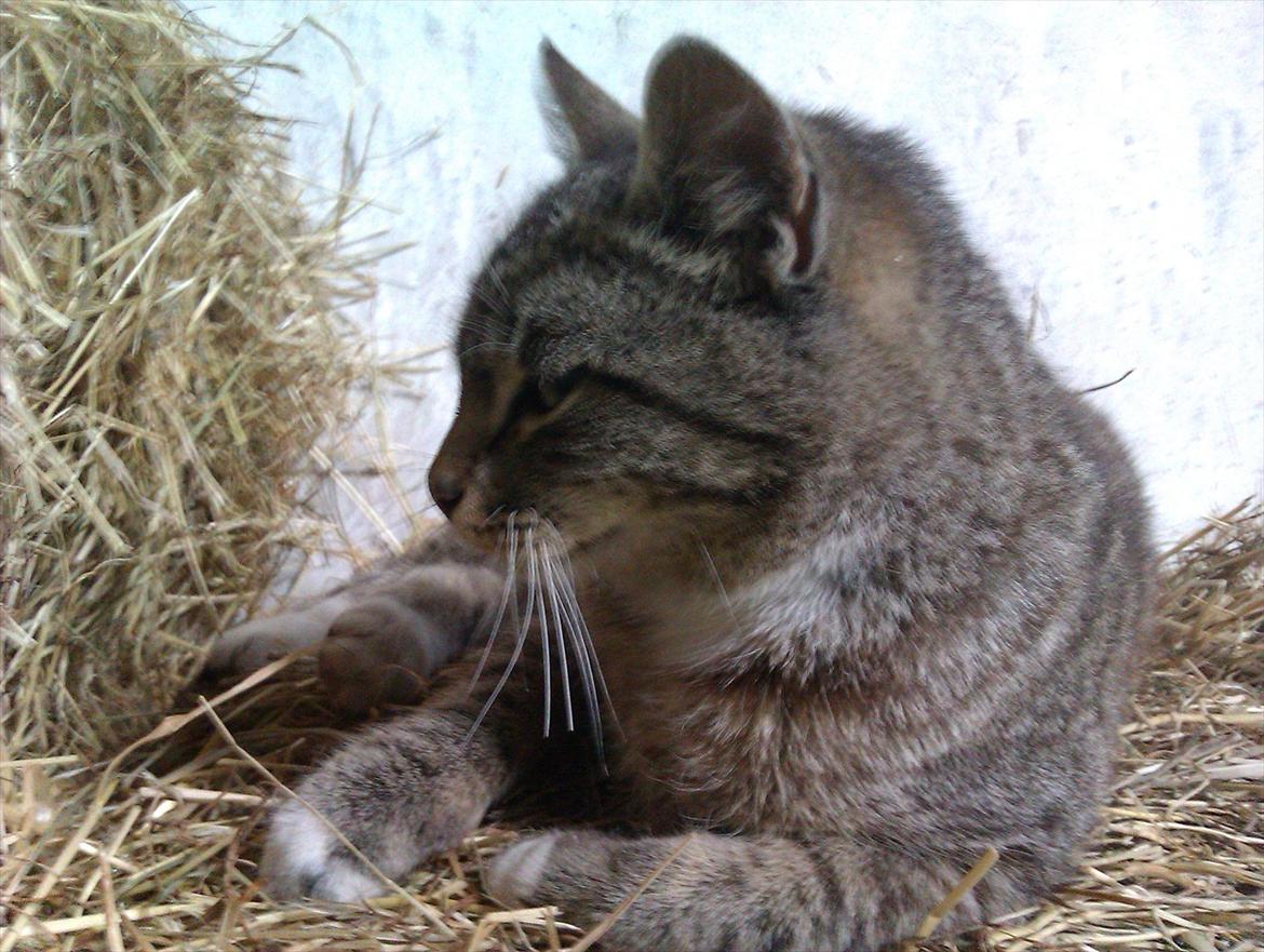 Huskat Unavngivet billede 3