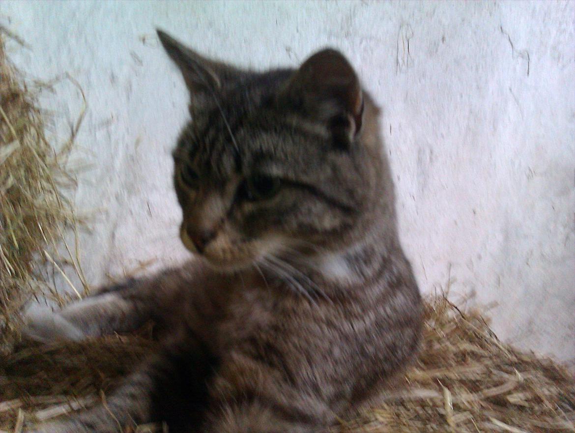 Huskat Unavngivet billede 4