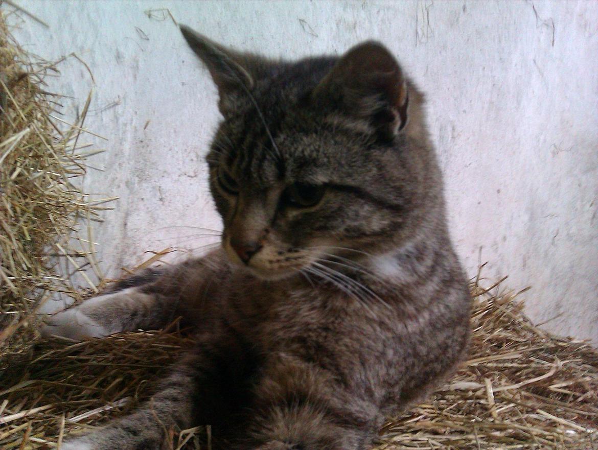 Huskat Unavngivet billede 2