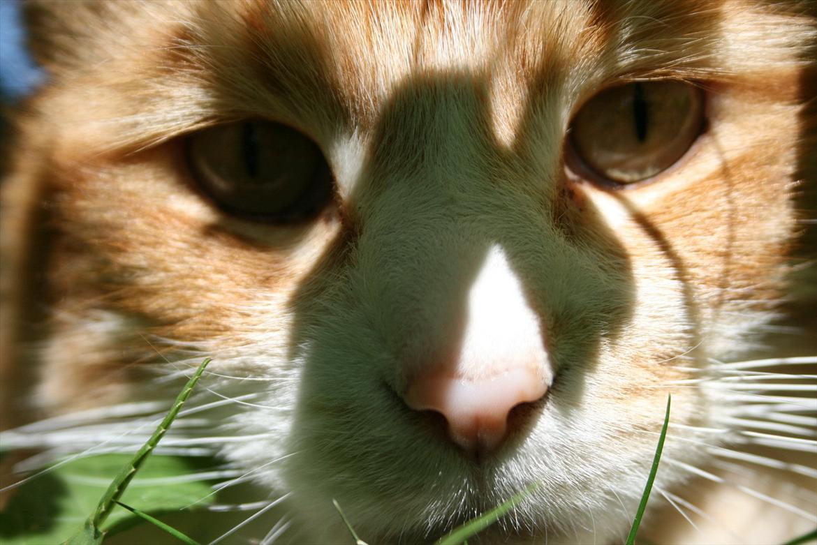 Maine Coon Zorro - Zorro gemmer sig i busken men jeg kan altid finde ham ;o) billede 12