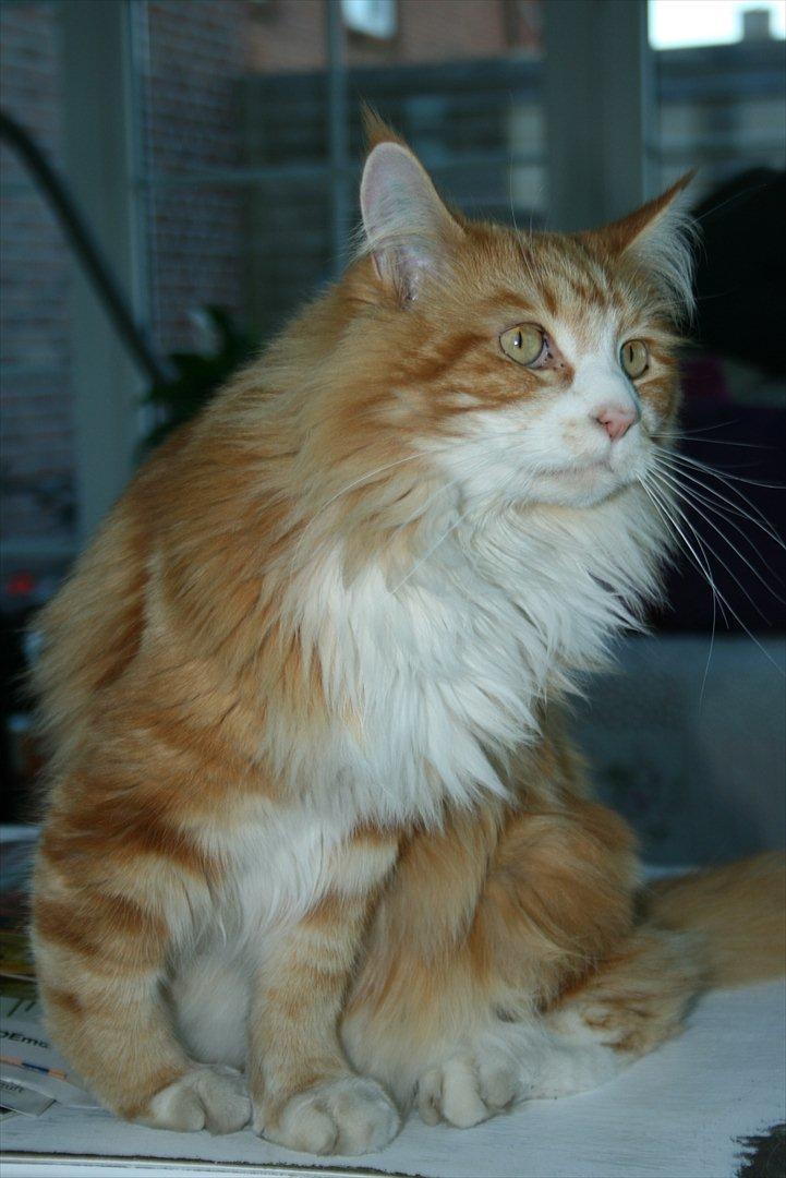 Maine Coon Zorro - Min dejlige Zorro billede 13