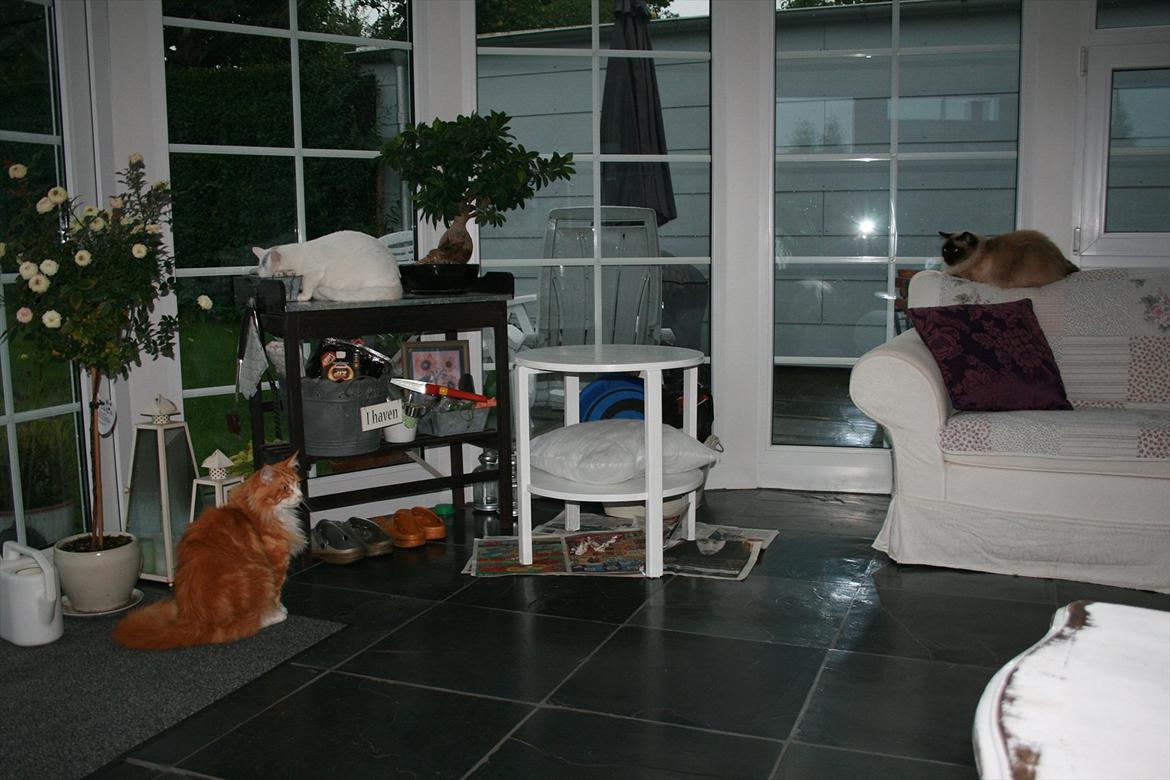 Maine Coon Zorro - Zorro, Tarzan og Alexander. billede 14