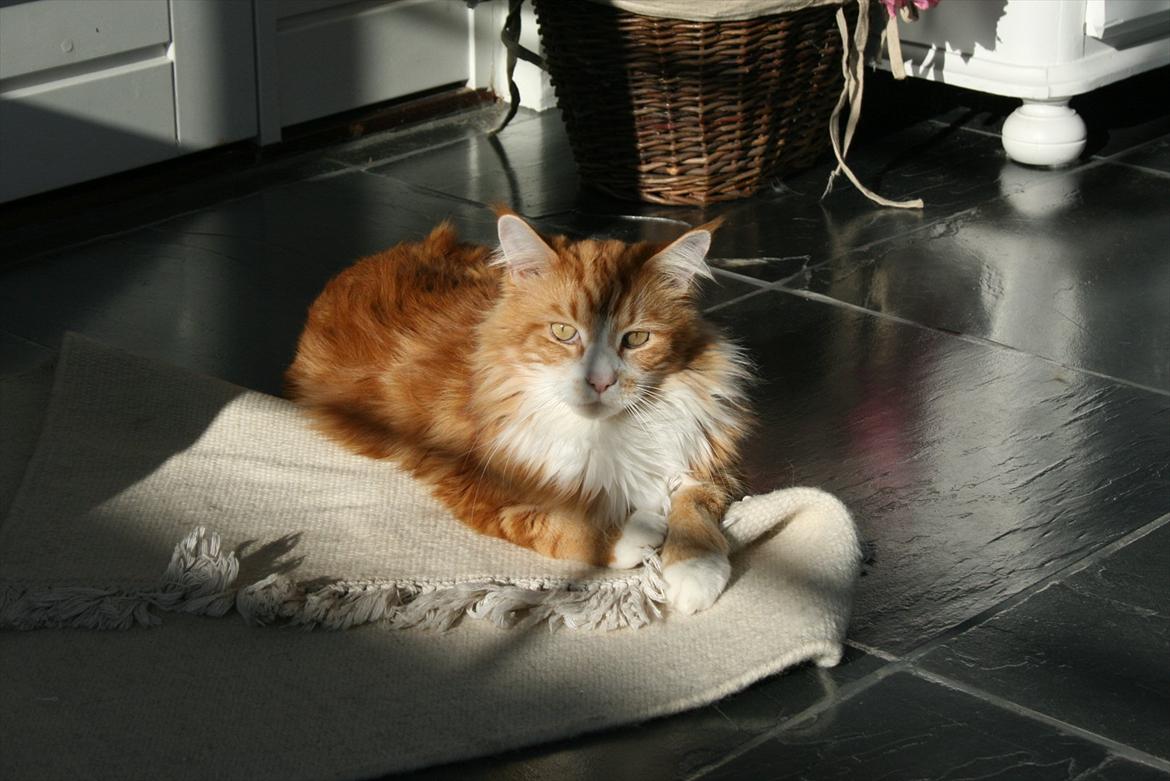 Maine Coon Zorro - Zorro finder en solstråle ¤ billede 15