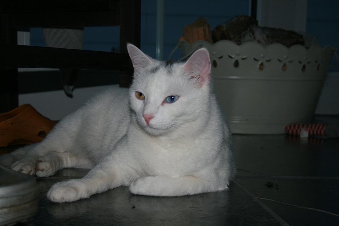 Huskat Tarzan billede 11