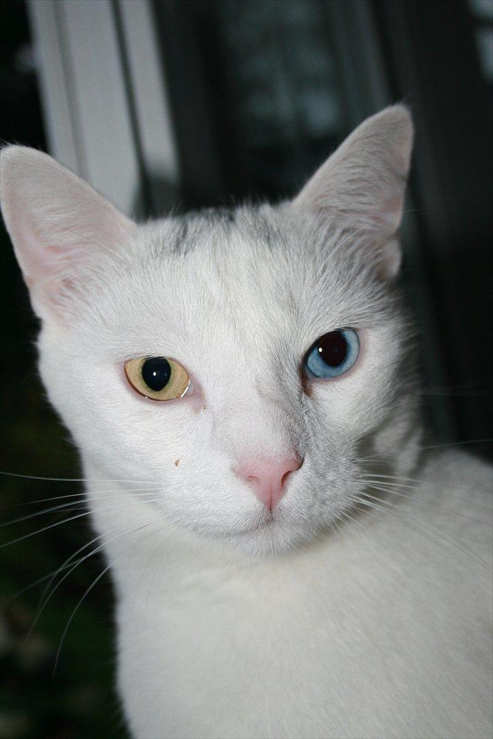 Huskat Tarzan billede 12